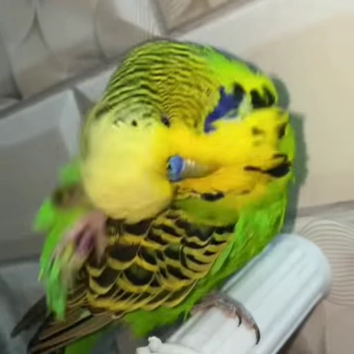 🧼 Стикер «parrot» для Telegram