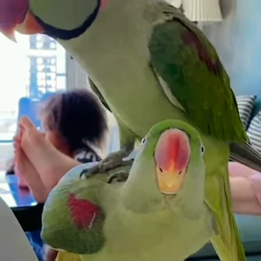 😤 Стикер «parrot» для Telegram