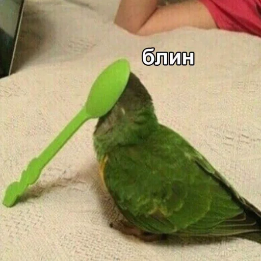 🤦‍♂ Стикер «Cute Parrots Meme» для Telegram
