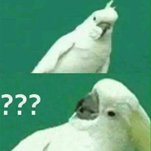❔ Стикер «Cute Parrots Meme» для Telegram