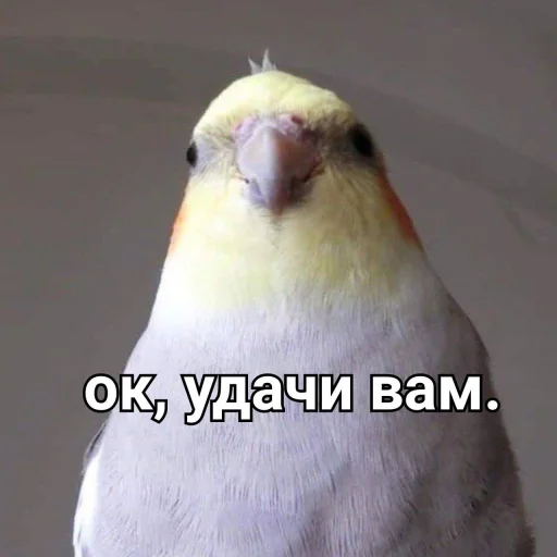 🙂 Стикер «Cute Parrots Meme» для Telegram