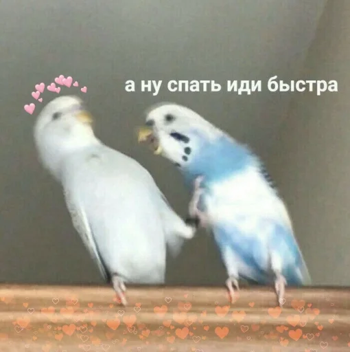 🗣 Стикер «Cute Parrots Meme» для Telegram