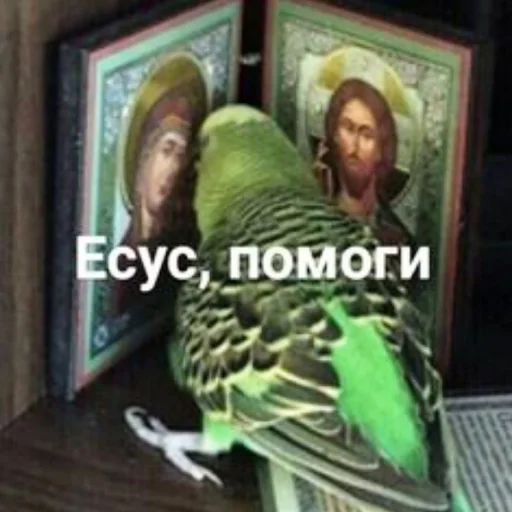 🙏 Стикер «Cute Parrots Meme» для Telegram