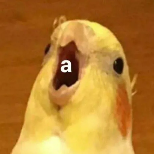🅰 Стикер «Cute Parrots Meme» для Telegram
