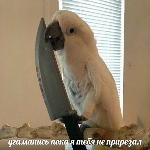 🔪 Стикер «Cute Parrots Meme» для Telegram