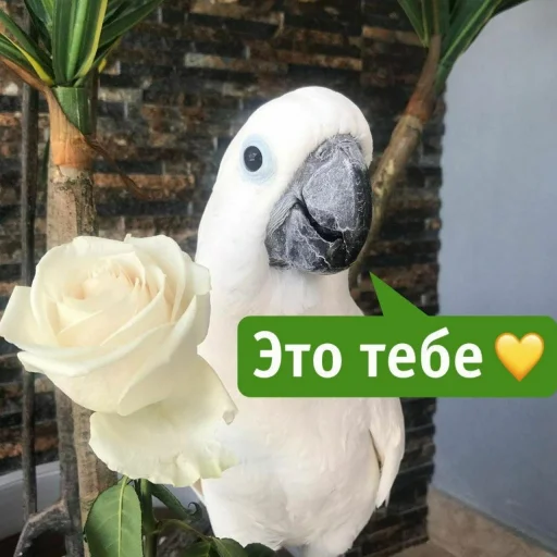 🌹 Стикер «Cute Parrots Meme» для Telegram