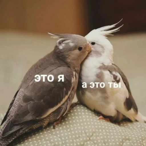 ❤️ Стикер «Cute Parrots Meme» для Telegram