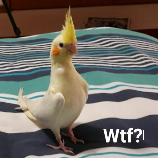 ❓ Стикер «Cute Parrots Meme» для Telegram