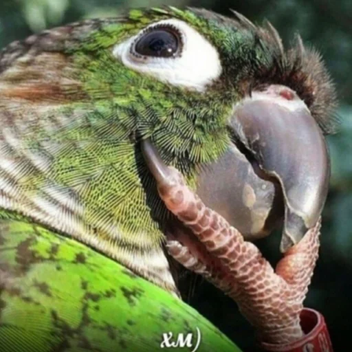 🤔 Стикер «Cute Parrots Meme» для Telegram