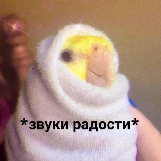 🌯 Стикер «Cute Parrots Meme» для Telegram