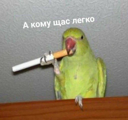 🚬 Стикер «Cute Parrots Meme» для Telegram