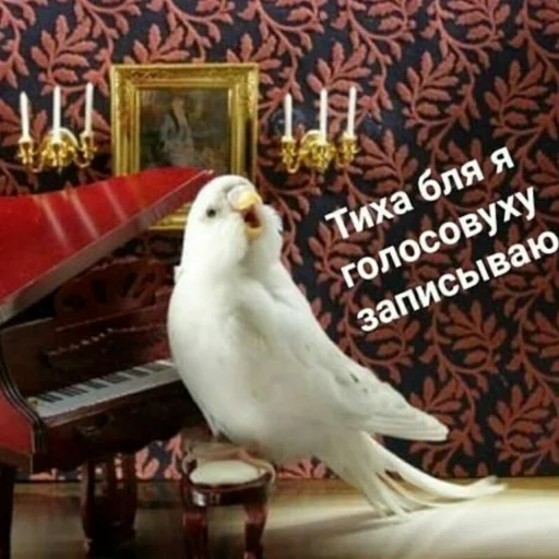 🗣 Стикер «Cute Parrots Meme» для Telegram