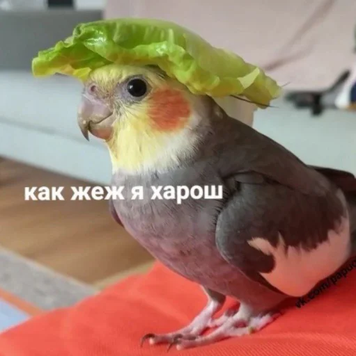 😌 Стикер «Cute Parrots Meme» для Telegram