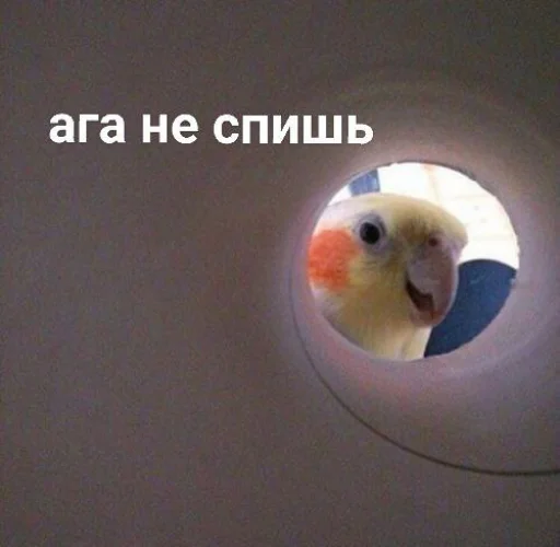 😀 Стикер «Cute Parrots Meme» для Telegram