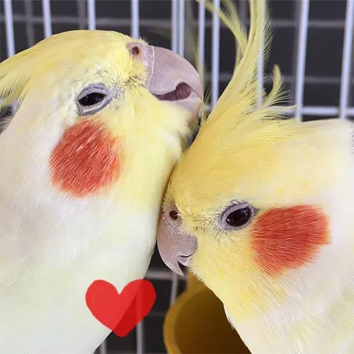 ❤️ Стикер «Cute Parrots Meme» для Telegram