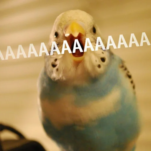 🅰 Стикер «Cute Parrots Meme» для Telegram