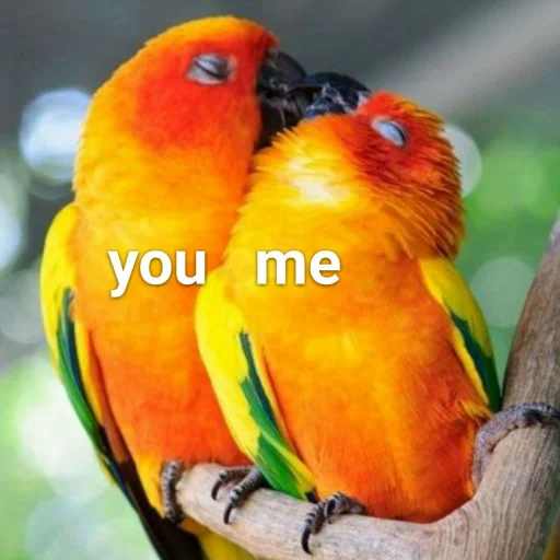 ❤️ Стикер «Cute Parrots Meme» для Telegram