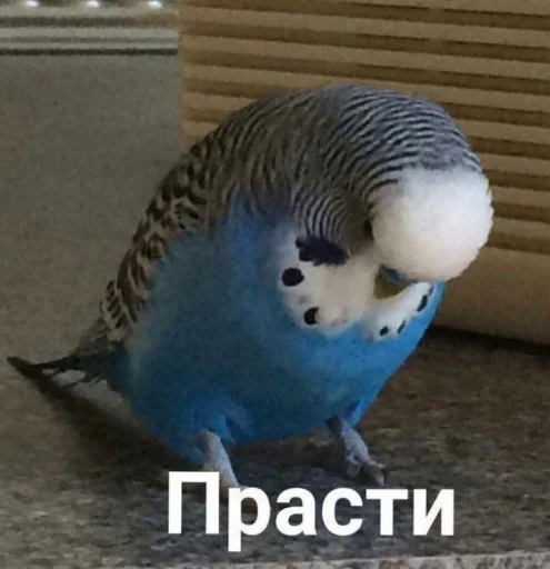 😞 Стикер «Cute Parrots Meme» для Telegram