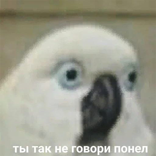 😳 Стикер «Cute Parrots Meme» для Telegram