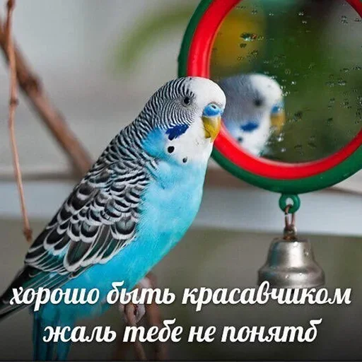 😏 Стикер «Cute Parrots Meme» для Telegram