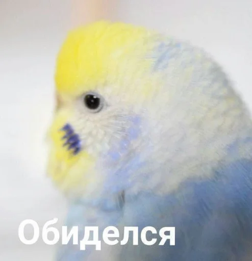 😒 Стикер «Cute Parrots Meme» для Telegram
