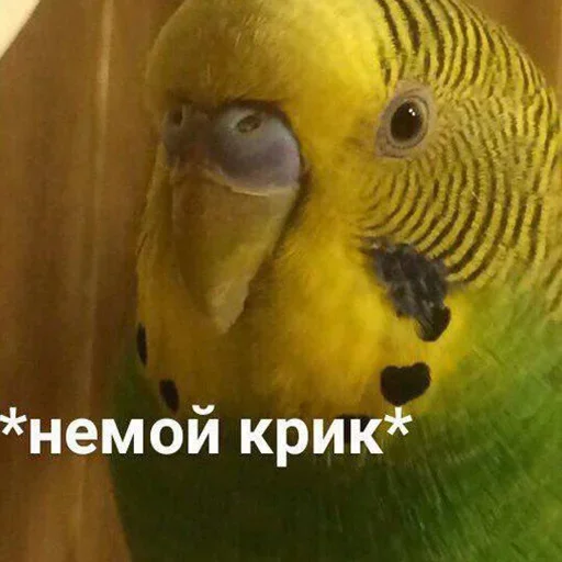 🤐 Стикер «Cute Parrots Meme» для Telegram