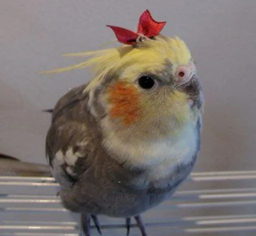 🎀 Стикер «Cute Parrots Meme» для Telegram