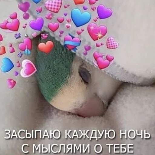 😴 Стикер «Cute Parrots Meme» для Telegram