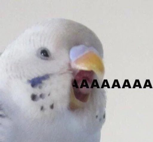 🅰 Стикер «Cute Parrots Meme» для Telegram