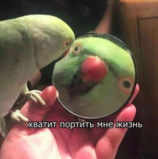 😐 Стикер «Cute Parrots Meme» для Telegram