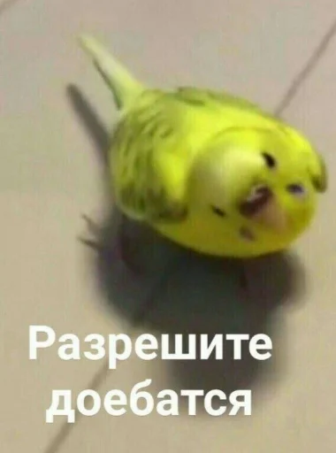 🤨 Стикер «Cute Parrots Meme» для Telegram