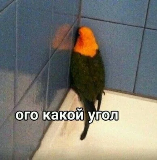 🙈 Стикер «Cute Parrots Meme» для Telegram