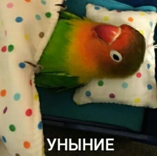 ☹️ Стикер «Cute Parrots Meme» для Telegram