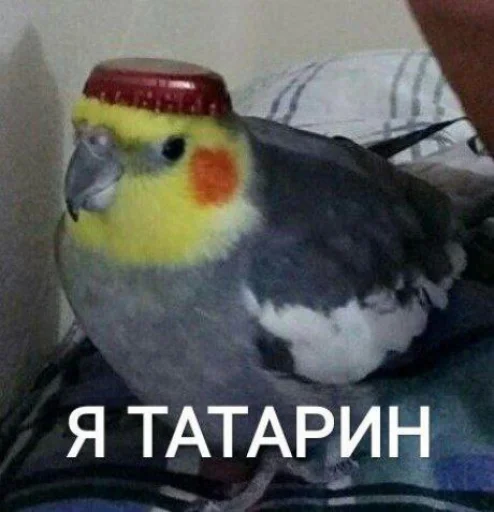 🌚 Стикер «Cute Parrots Meme» для Telegram
