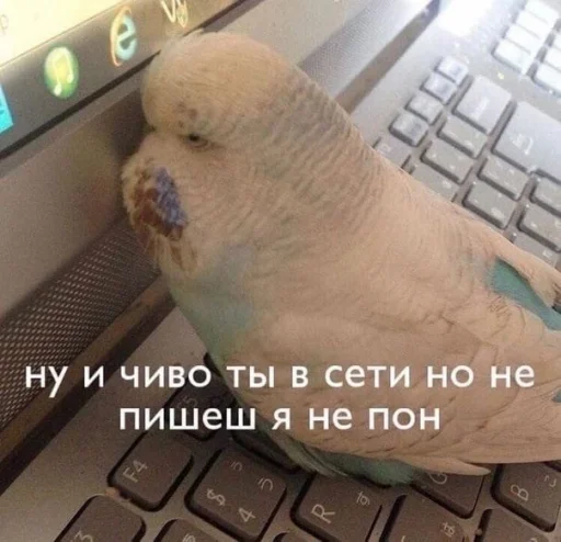 🤨 Стикер «Cute Parrots Meme» для Telegram