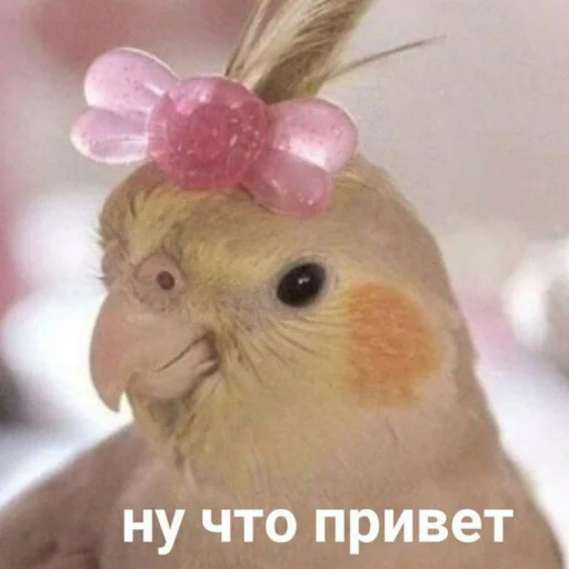 Стикерпак Cute Parrots Meme для Telegram