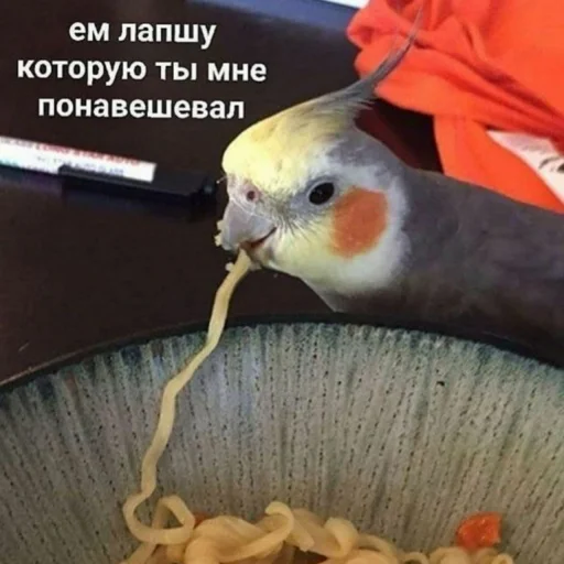 🍜 Стикер «Cute Parrots Meme» для Telegram