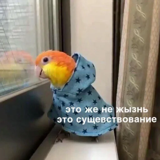 ☹️ Стикер «Cute Parrots Meme» для Telegram