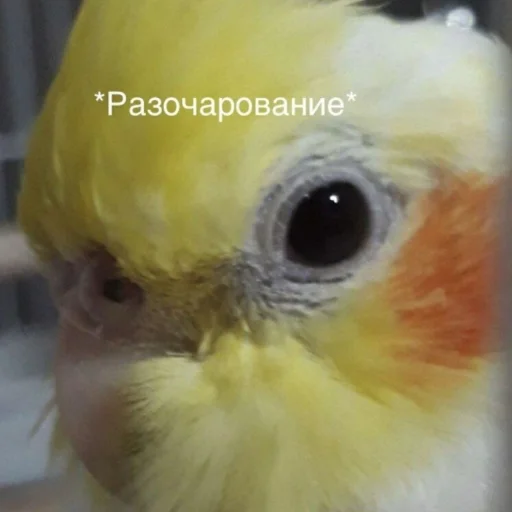 💔 Стикер «Cute Parrots Meme» для Telegram