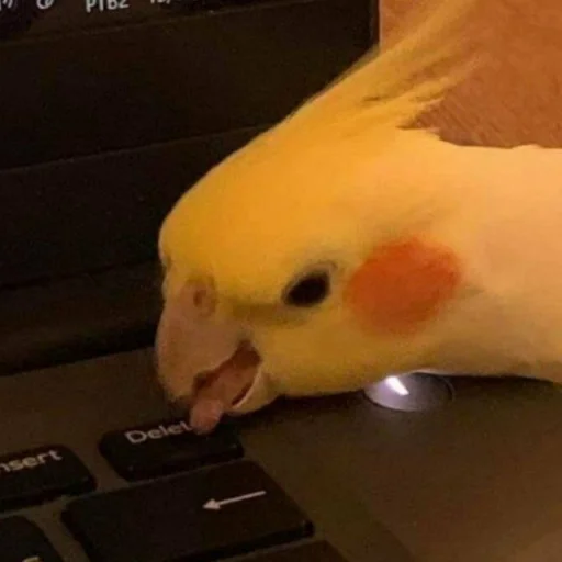 🗑 Стикер «Cute Parrots Meme» для Telegram