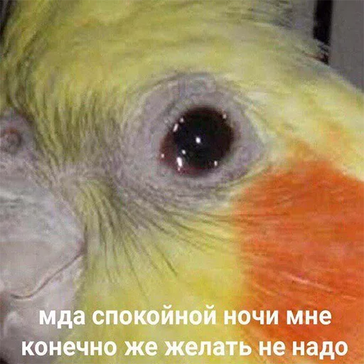 🥲 Стикер «Cute Parrots Meme» для Telegram