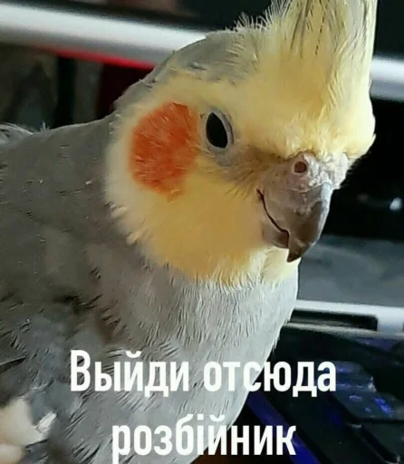🖕 Стикер «Cute Parrots Meme» для Telegram