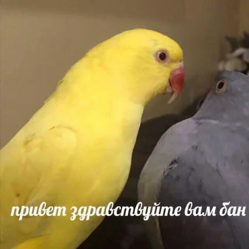 👋 Стикер «Cute Parrots Meme» для Telegram