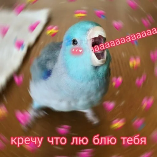 💘 Стикер «Cute Parrots Meme» для Telegram