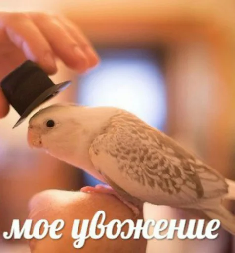 🎩 Стикер «Cute Parrots Meme» для Telegram