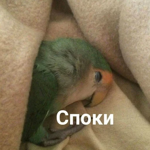 😴 Стикер «Cute Parrots Meme» для Telegram