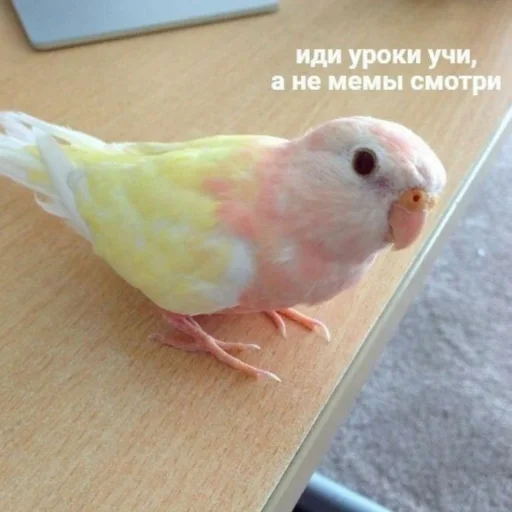 🦜 Стикер «Cute Parrots Meme» для Telegram