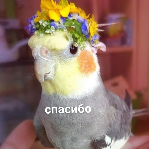 🥰 Стикер «Cute Parrots Meme» для Telegram