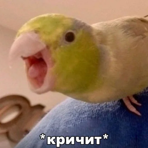 🗣 Стикер «Cute Parrots Meme» для Telegram