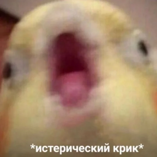 😱 Стикер «Cute Parrots Meme» для Telegram
